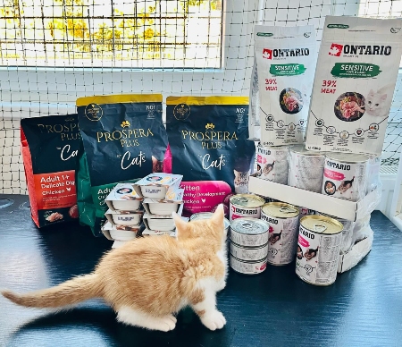 Felisicat, z.s.